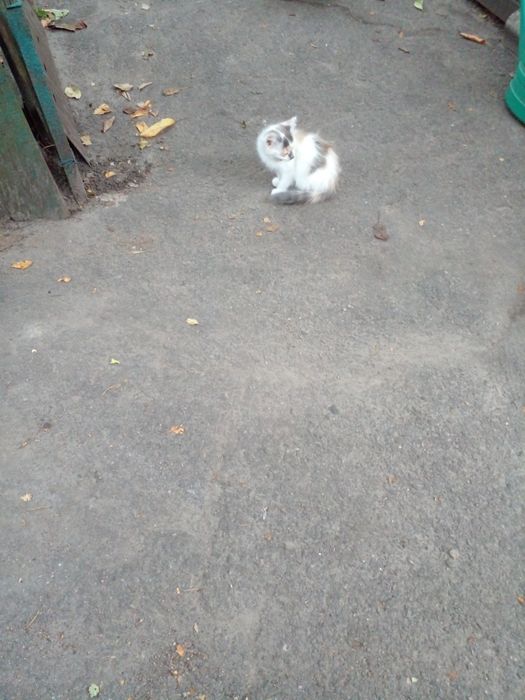 Пушистые, веселые, здоровые котята.