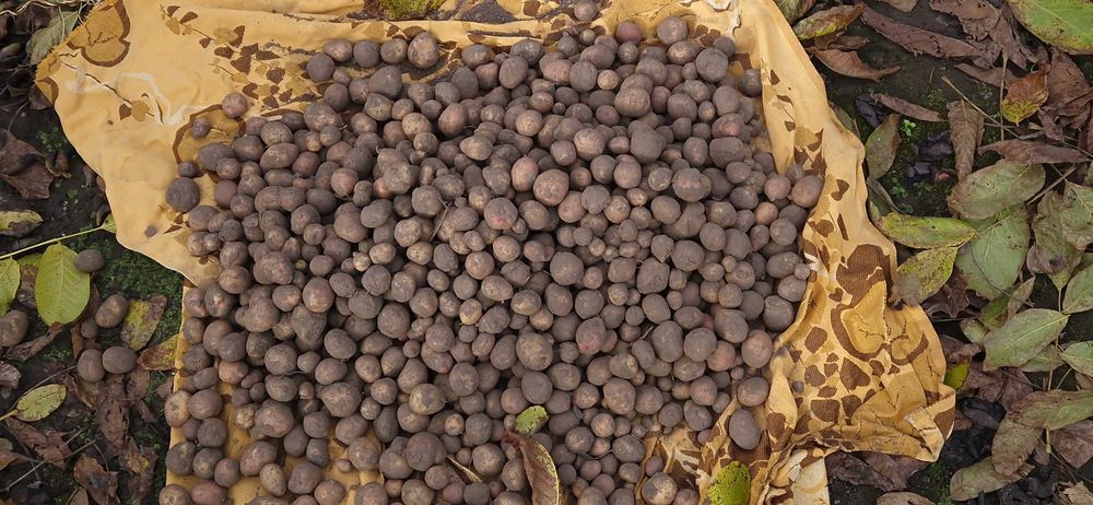 Картопля дрібна на корм