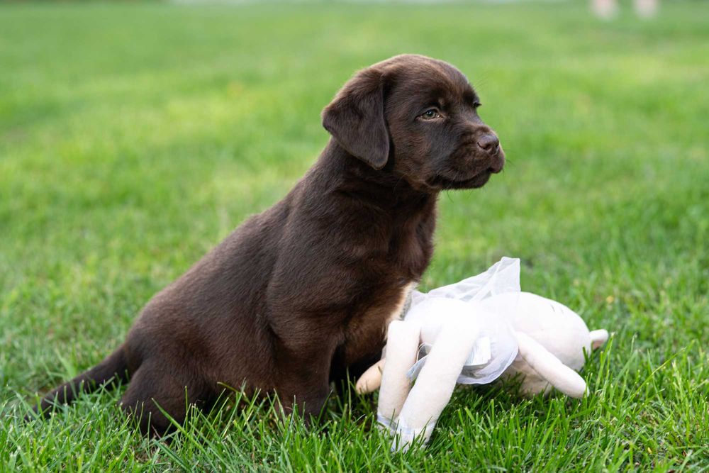 Labrador retriever FCI