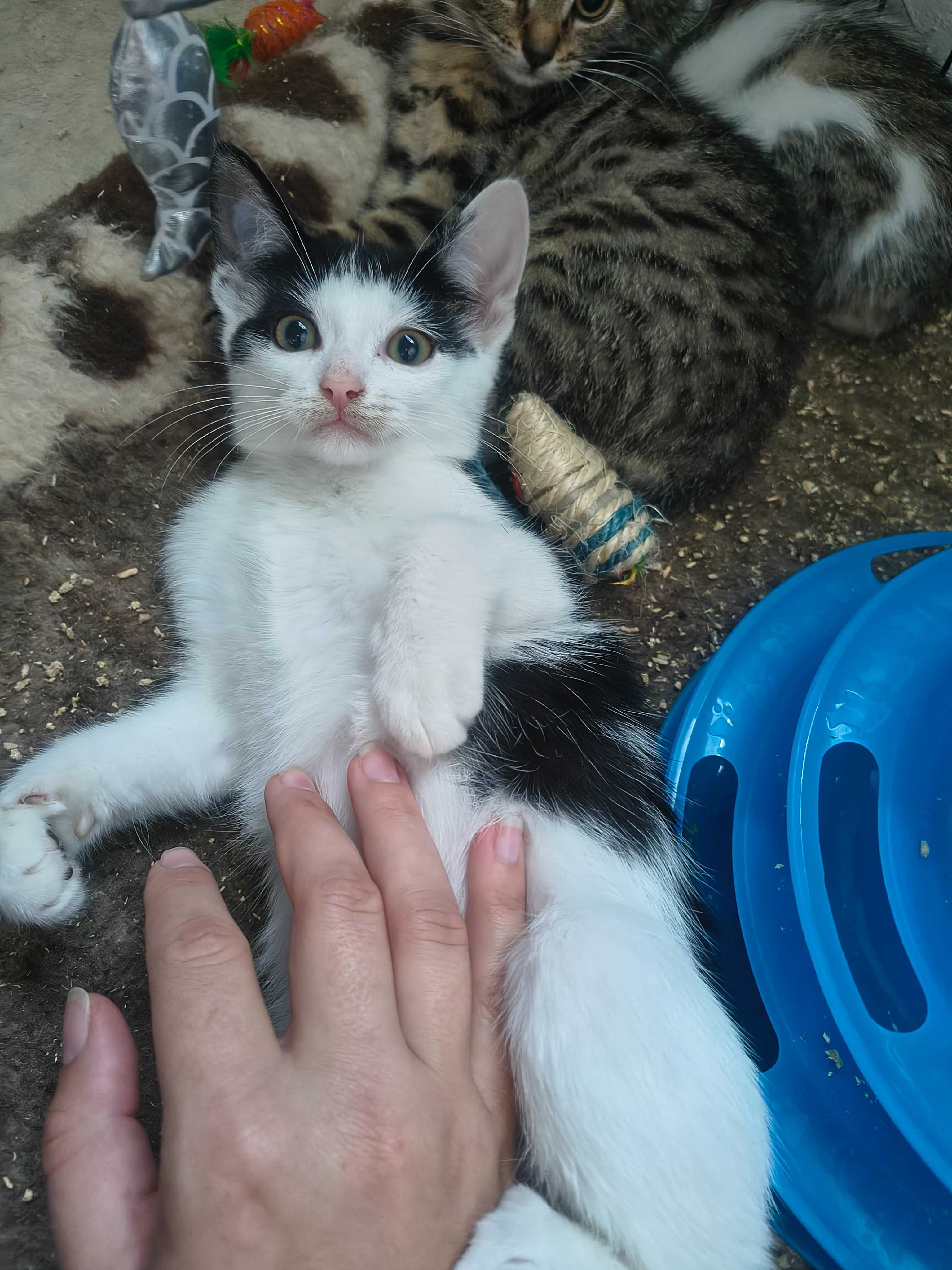 Piorun - kotek do adopcji
