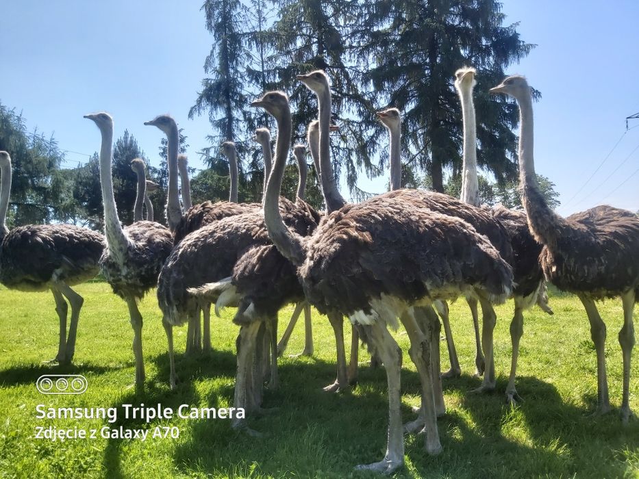 Struś afrykański roczny -samiec, strusie.