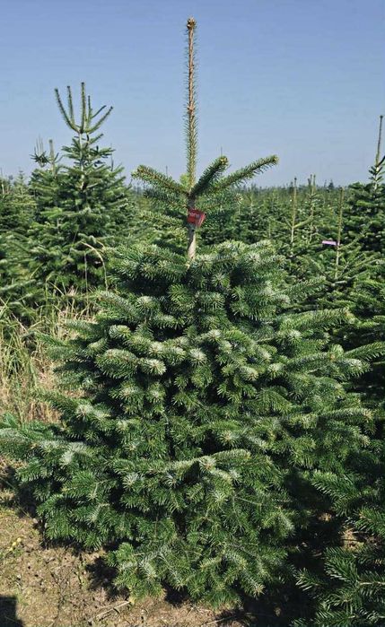 Jodla kaukaska 1.00-1.50 swierk choinki