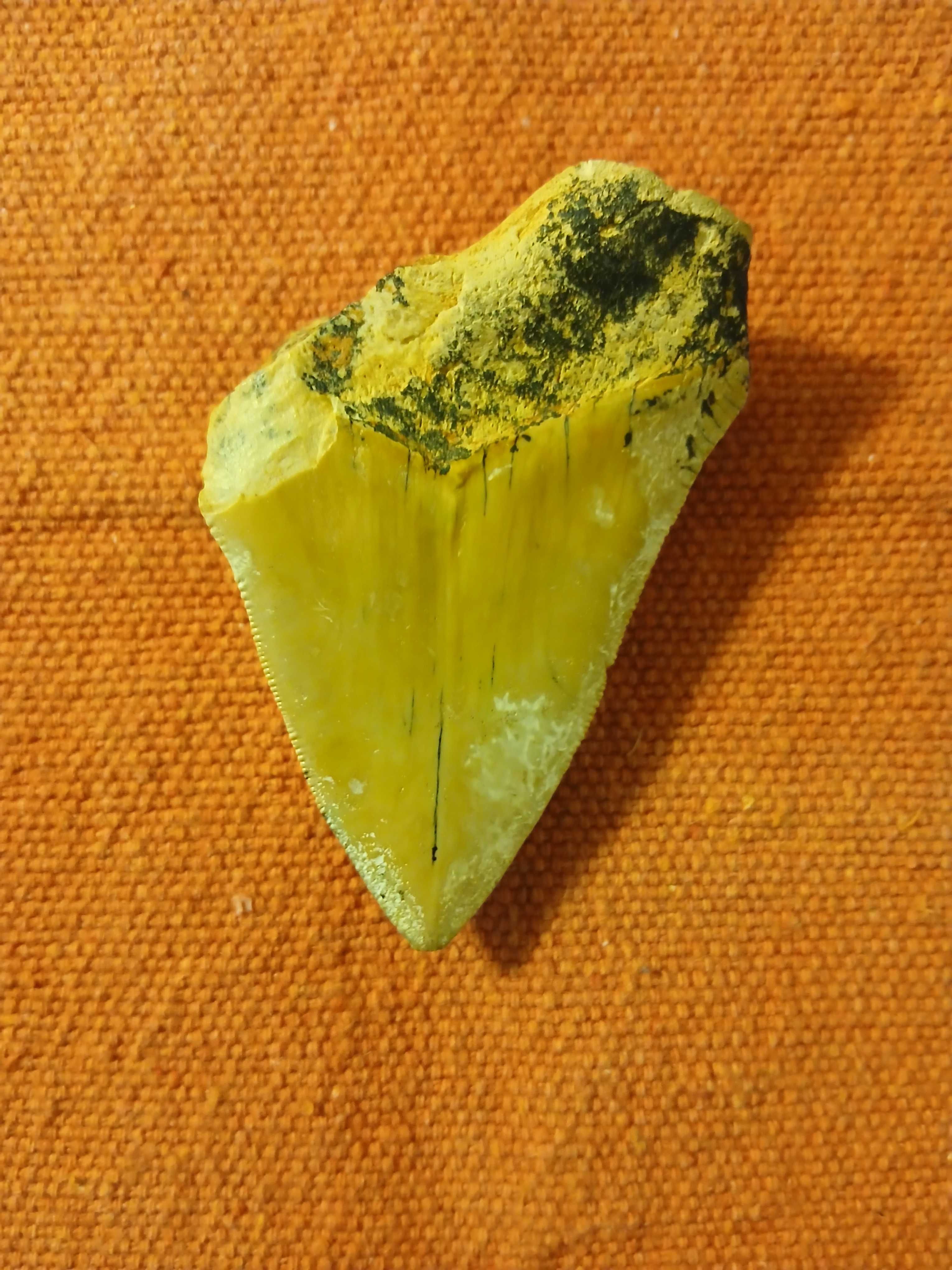 Fóssil de dente de tubarão megalodón