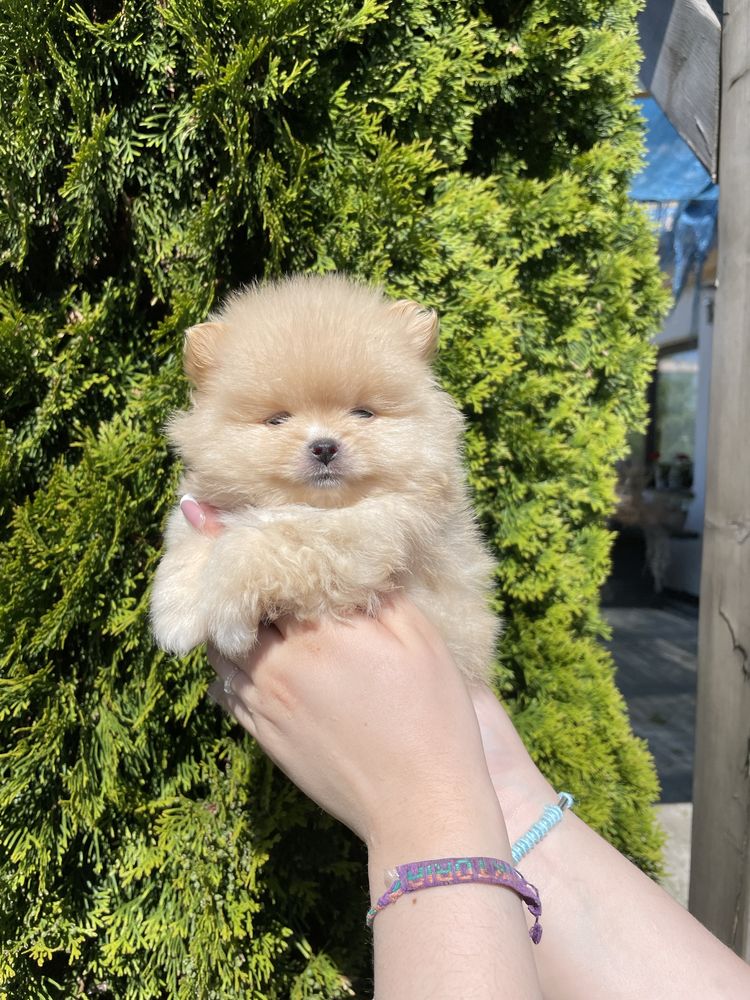 Pomeranian mini mini biszkoptowy chlopiec