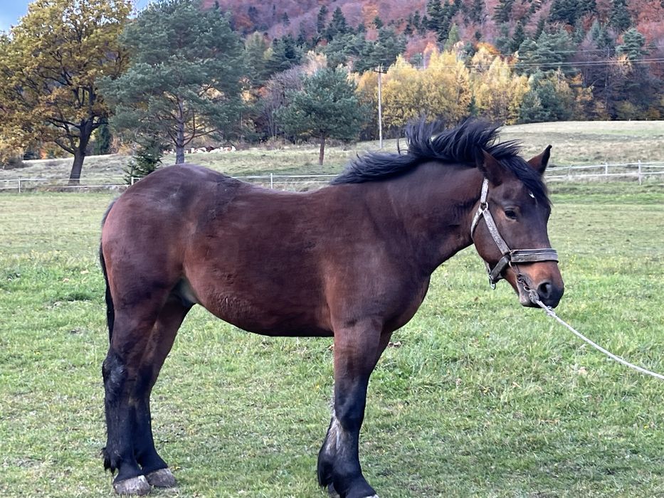 Sprzedam konia maści ciemnogniadej
