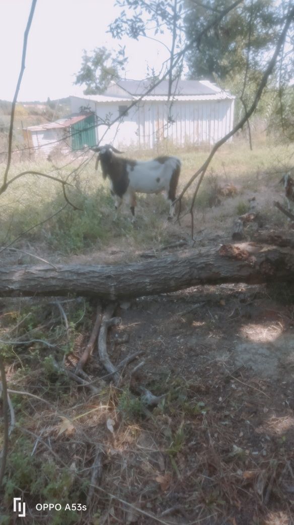 Vendo ou troco cabrito anglonubiano