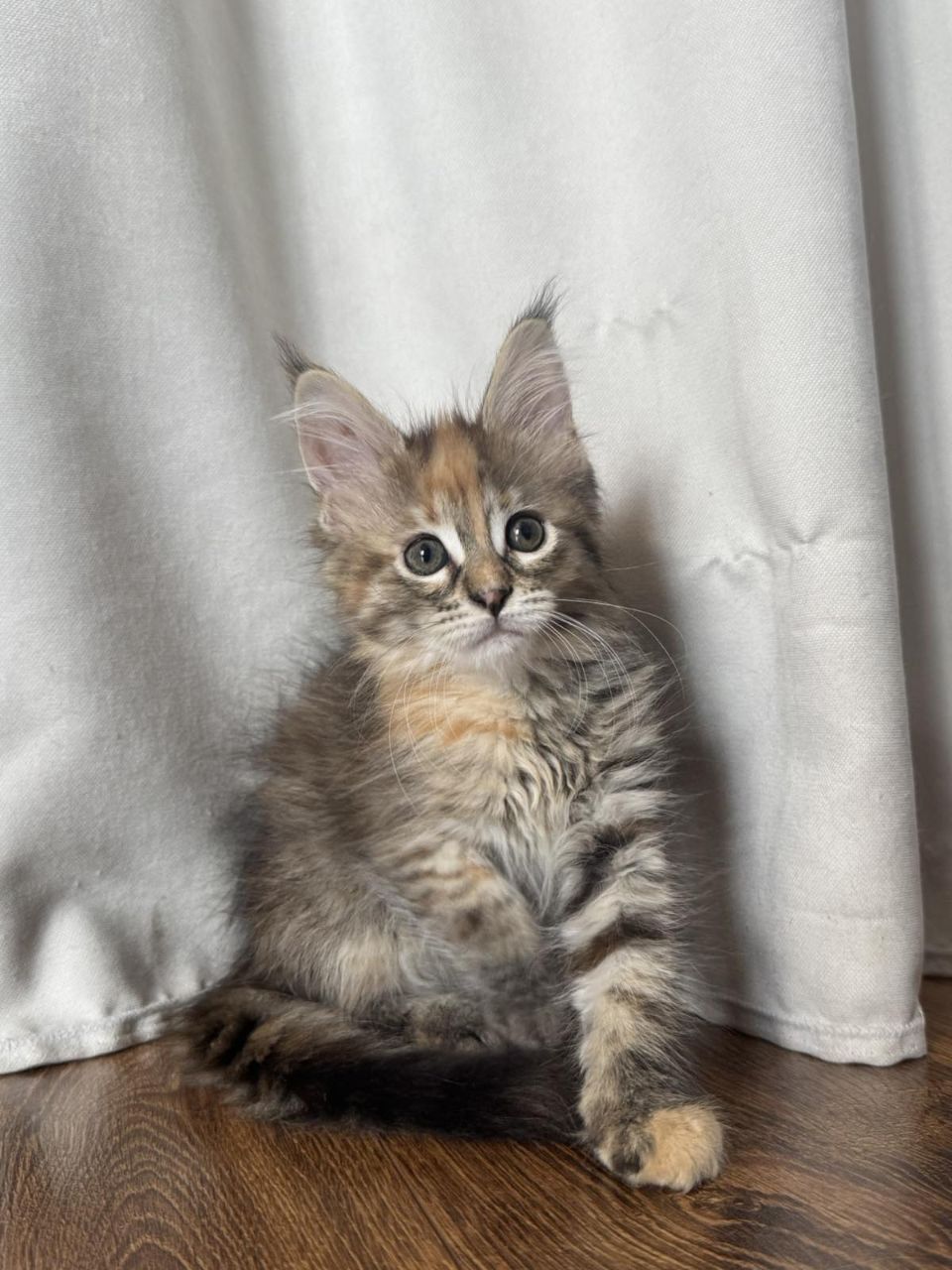 Котята Мей - кун