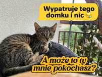 GRAŻYNKA - cudowna mała kotka nadal bez domku!
