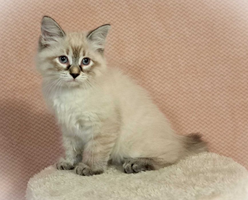 Koteczka Syberyjska Neva Masquerade – Greta, brązowa obróżka PZF