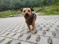 Miły psiak do adopcji