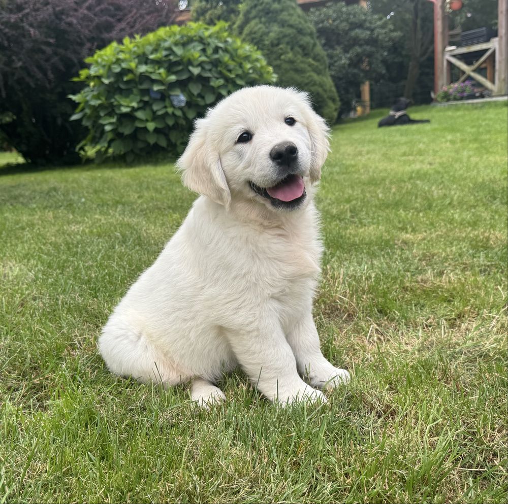 Szczenięta golden retriver z domowej hodowli dostępnod połowy sierpnia