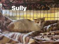 Spokojny Sully szuka domu najlepiej z innym kotem