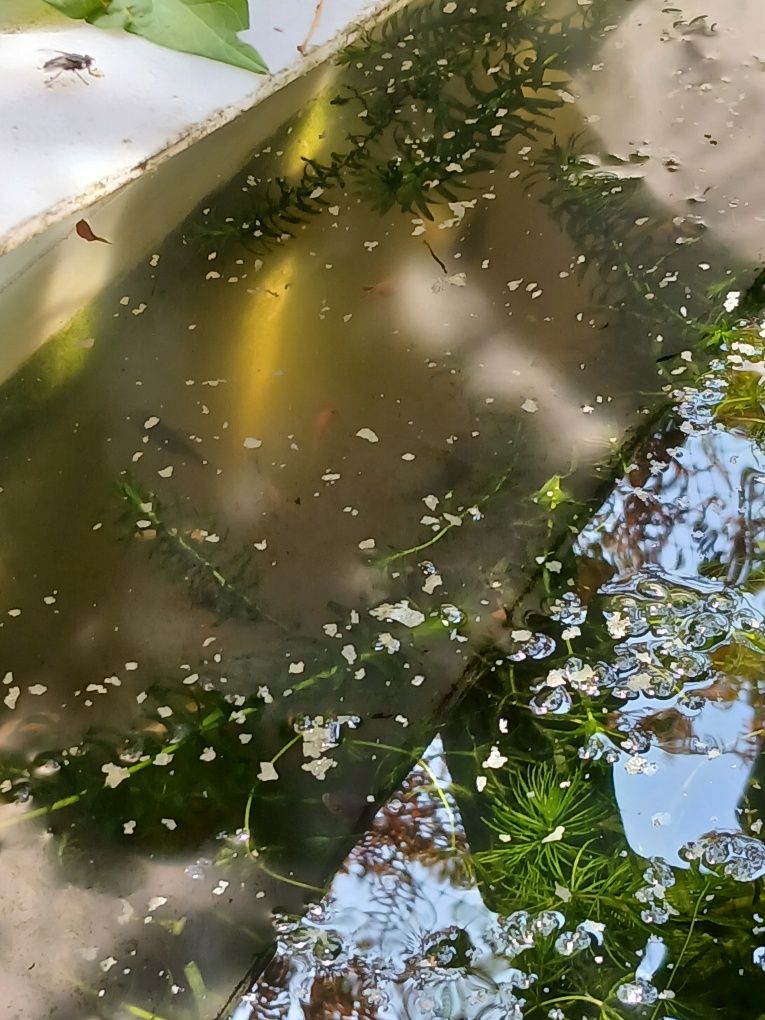 Peixes de água fria para aquários ou lago