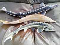 Jesiotr syberyjski 18-20  cm tylko 15 zł