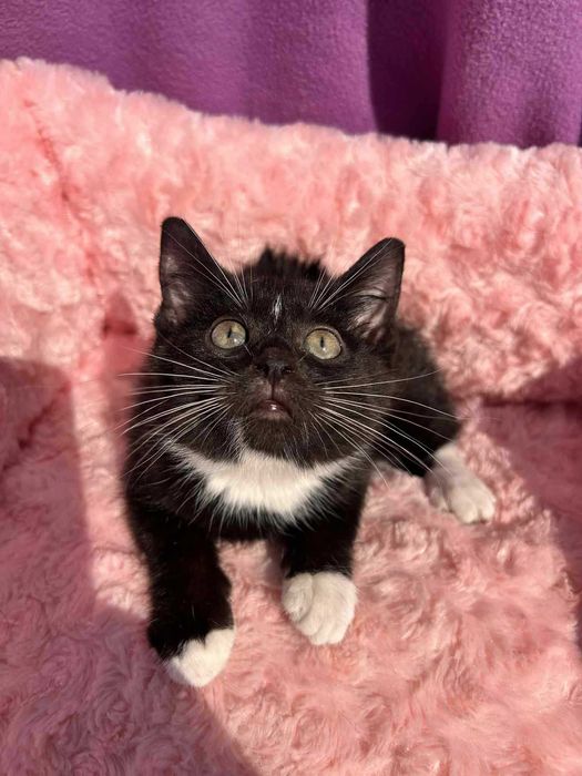 Sylwina do adopcji.