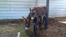 Burra e Burro (filho)