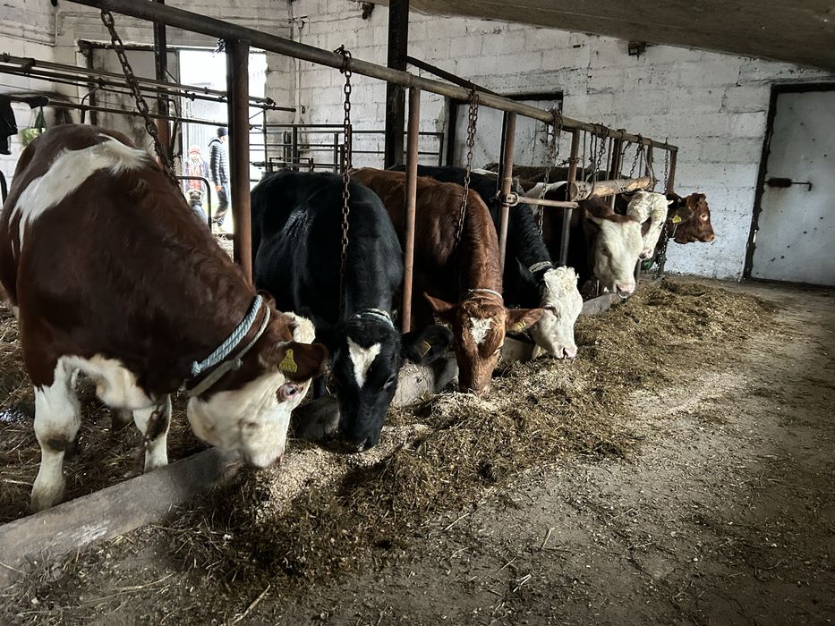 Byczki 300 kg mieszance