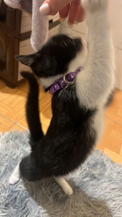 Киця відам у добрі руки