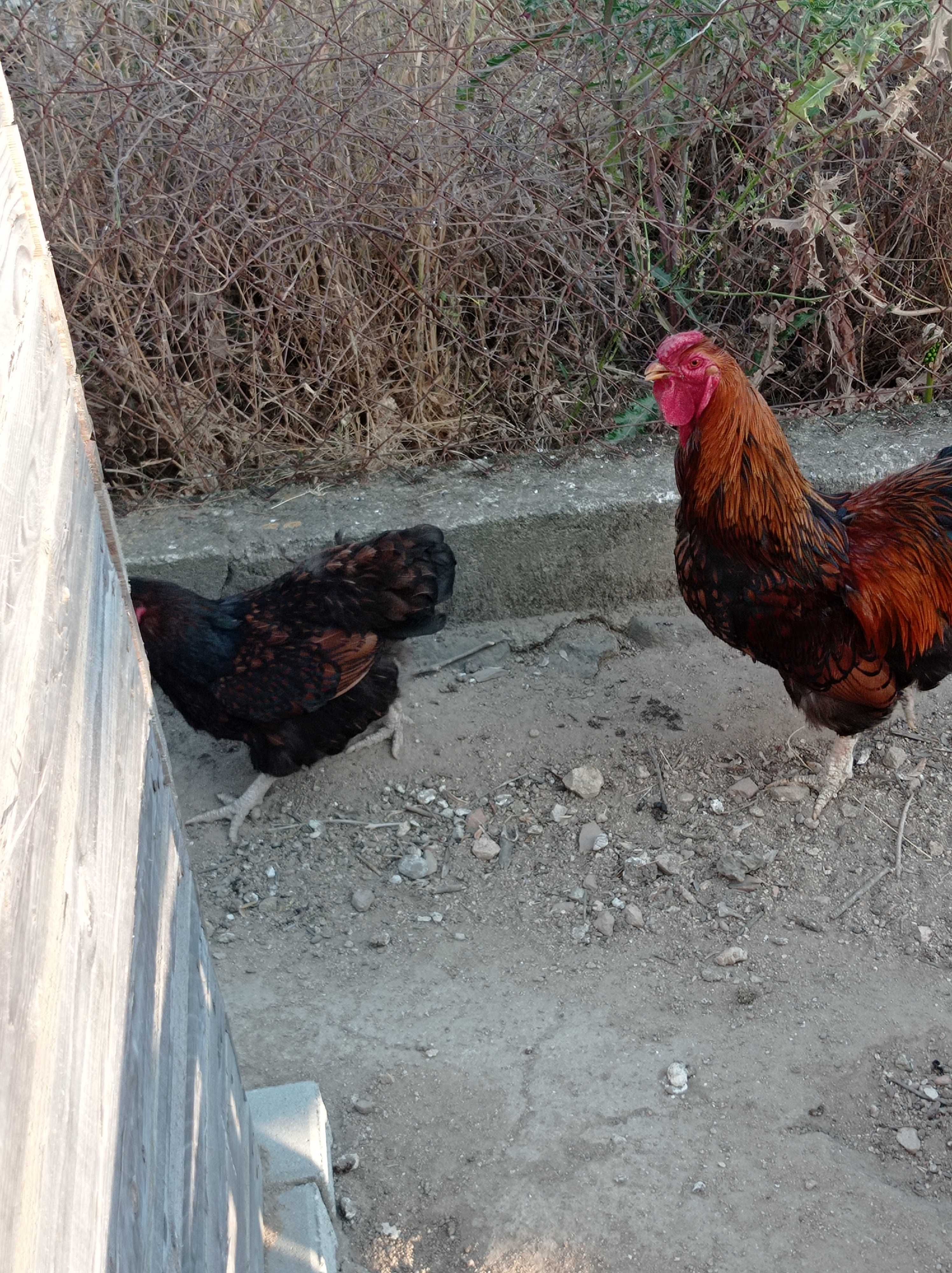 galinhas, pintos e ovos wyandotte e Barnevelder