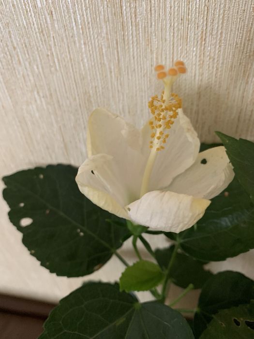 Продам гибискусы