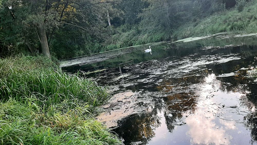 Ostatnia działka z DOSTĘPEM DO RZEKI SKRWA i widokiem na las