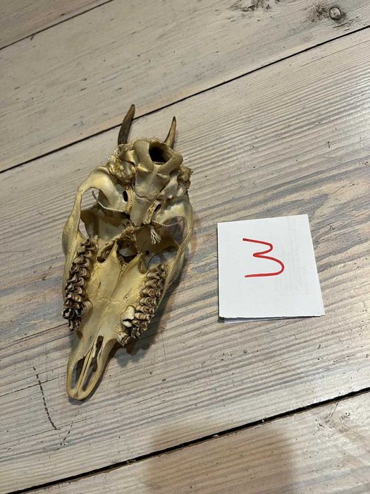 Parostki kozła koziołek, poroże #3