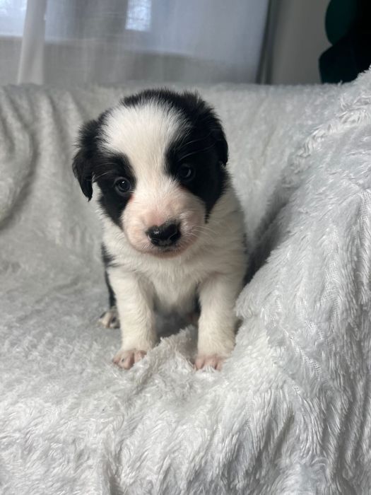 Border Collie szczeniak domowa hodowla, do odbioru