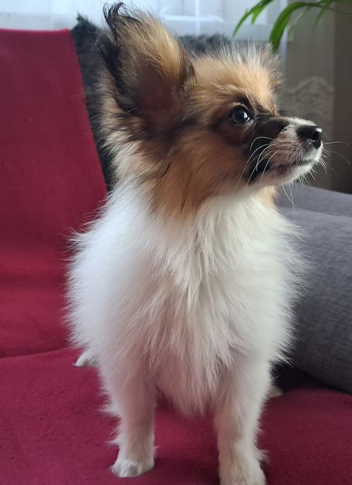 Papillon - Spaniel kontynentalny sunia