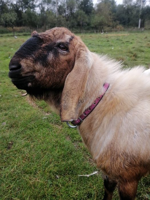 Англонубійський цап