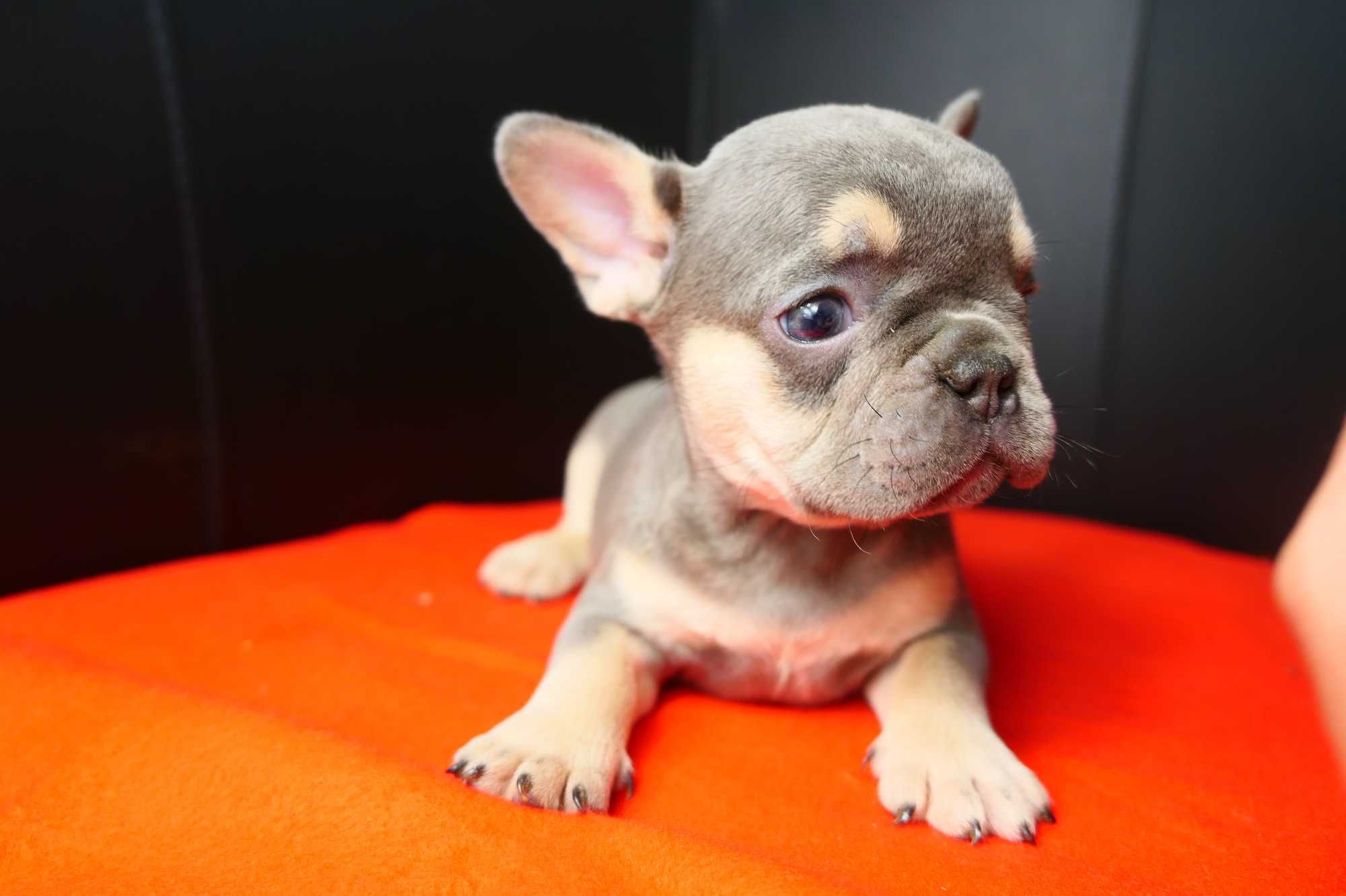 Buldog Francuski- Blue Tan