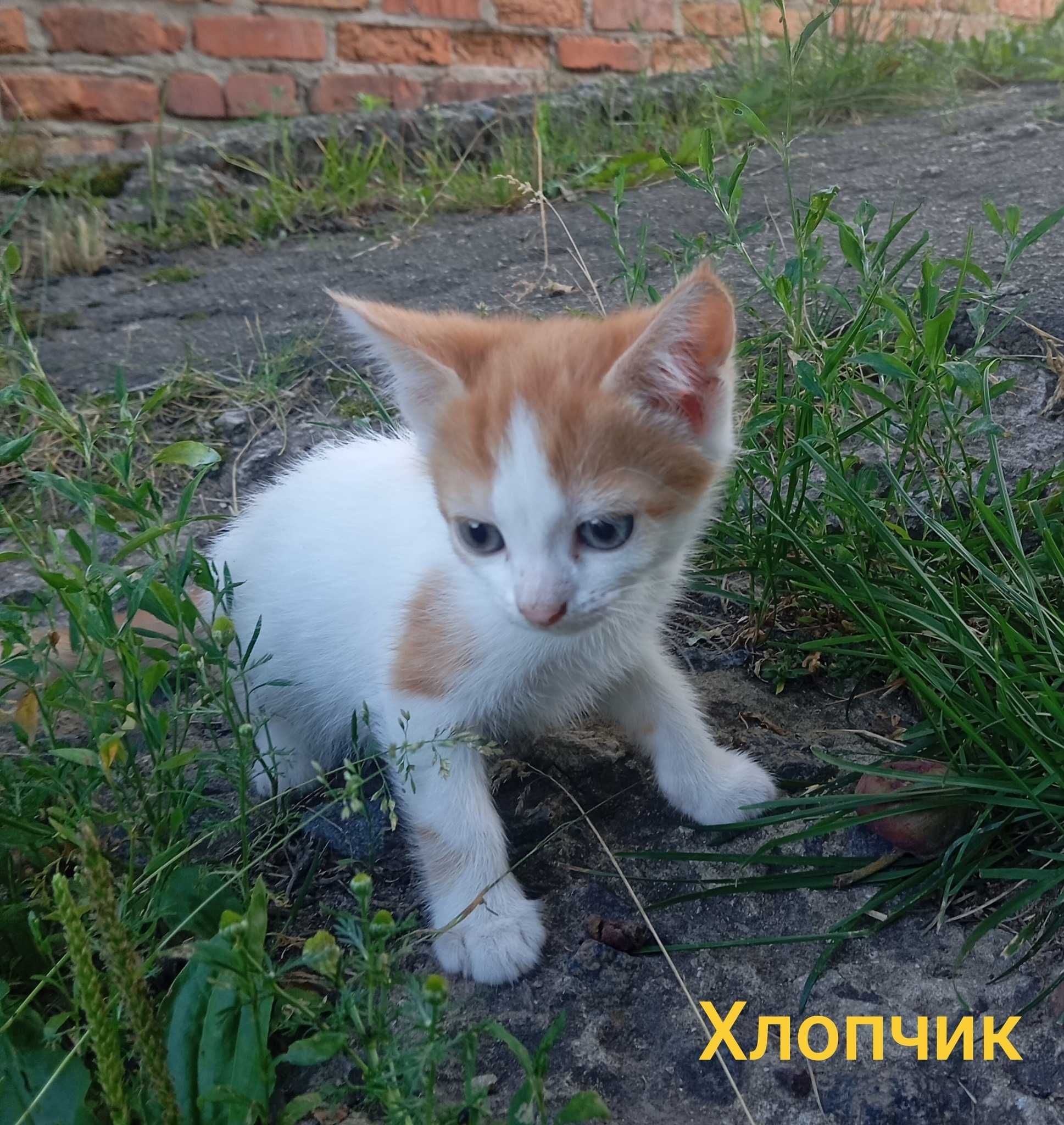 Котики-муркотики