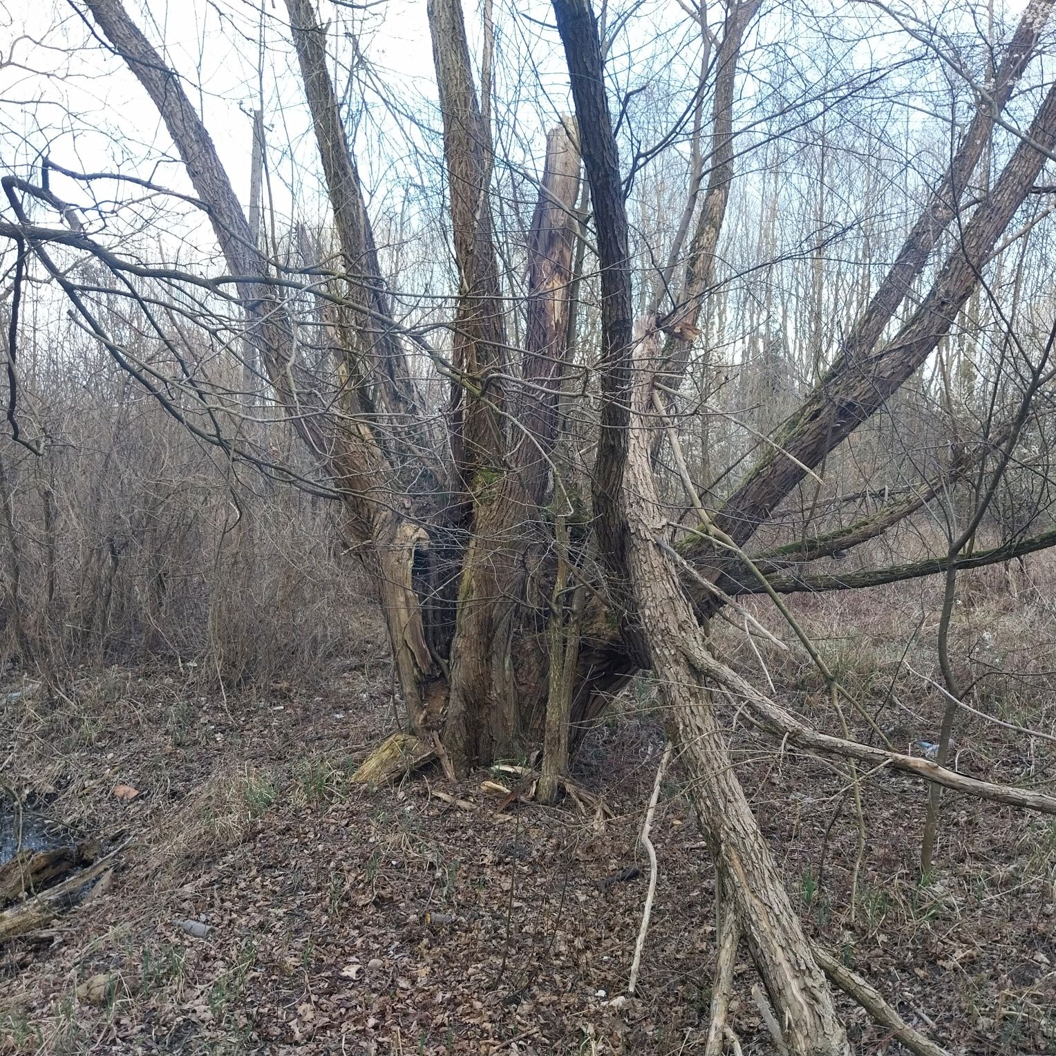 Oddam drewno za wycinkę, powierzchnia to 0,8ha, d