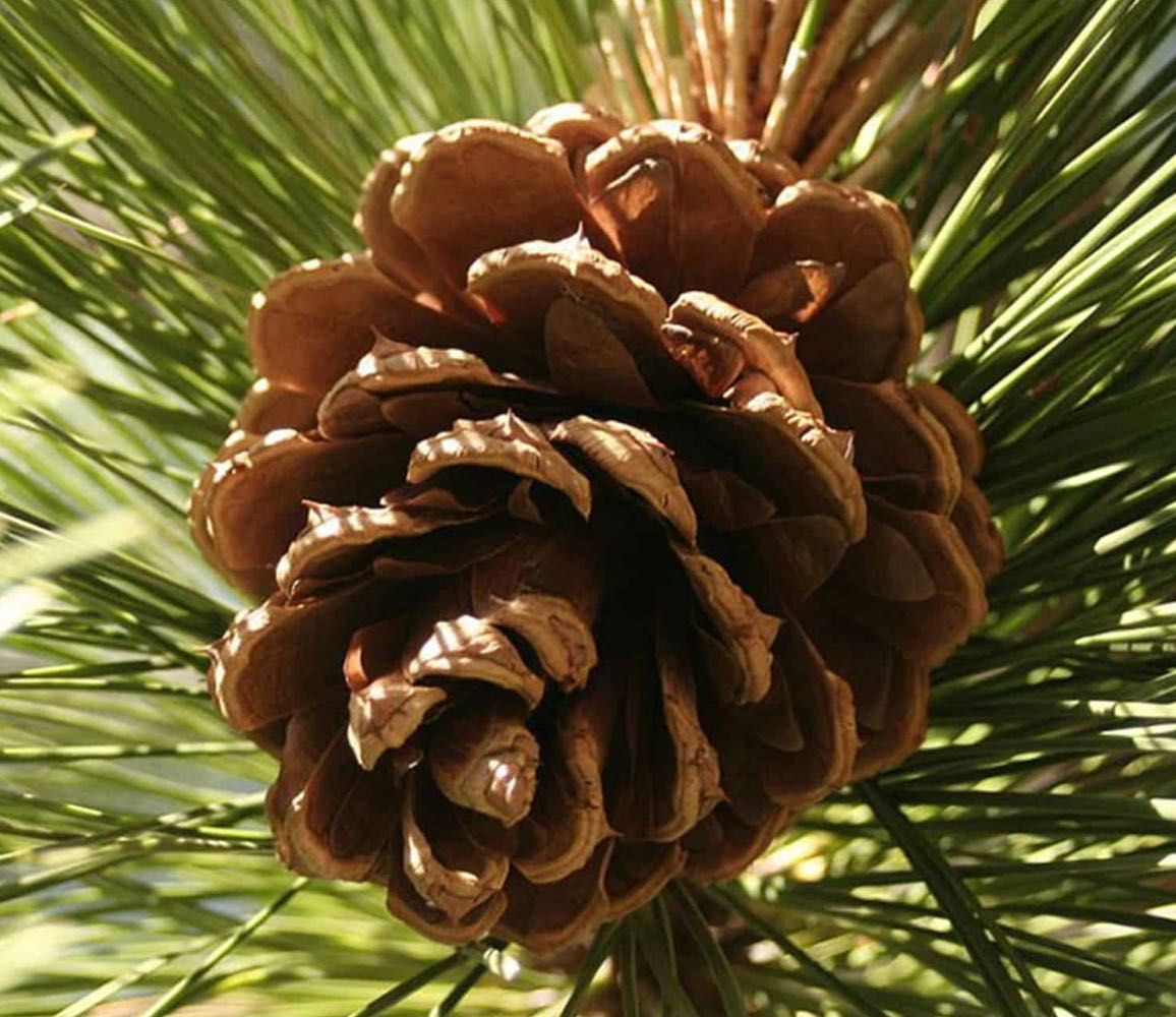 (50xUn.) Pinheiro Manso - Stone Pine (Pinus pinea)