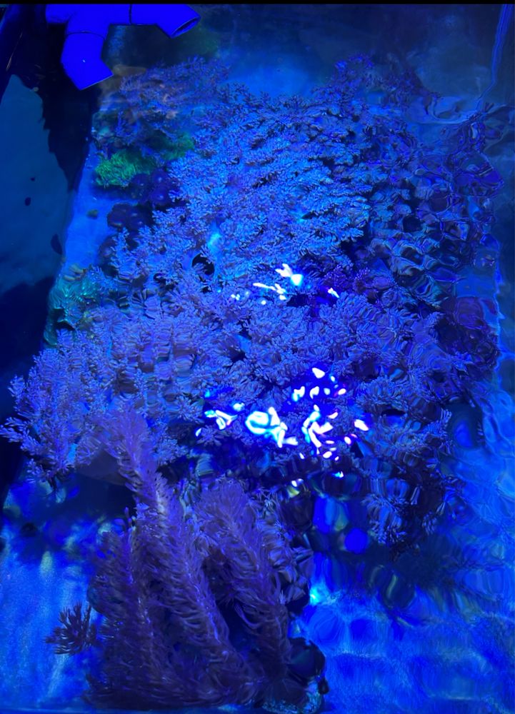 Maxspect Jump Light LED MJ-L165