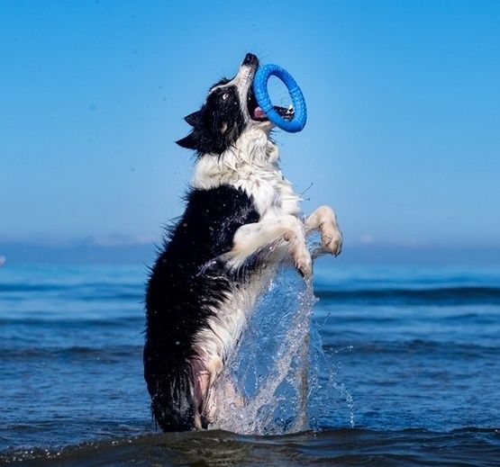 Ring dla psa do zabawy na lądzie i w wodzie Kiwi Walker 13,5cm Różowy
