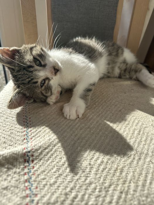 Maly kotek kocurek oddam za darmo