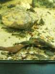 Glonojady / zbrojnik Ancistrus  2-5 cm