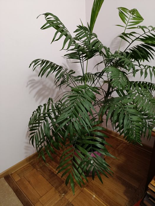 Продам вазони вирощені в домашніх умовах