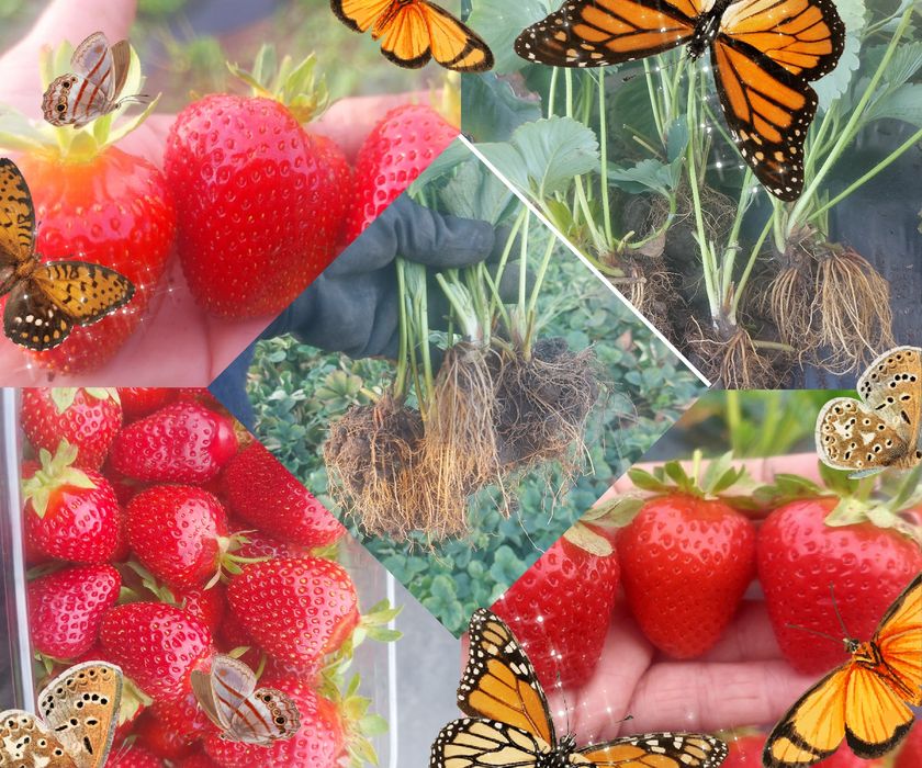 Рассада клубники разных сортов