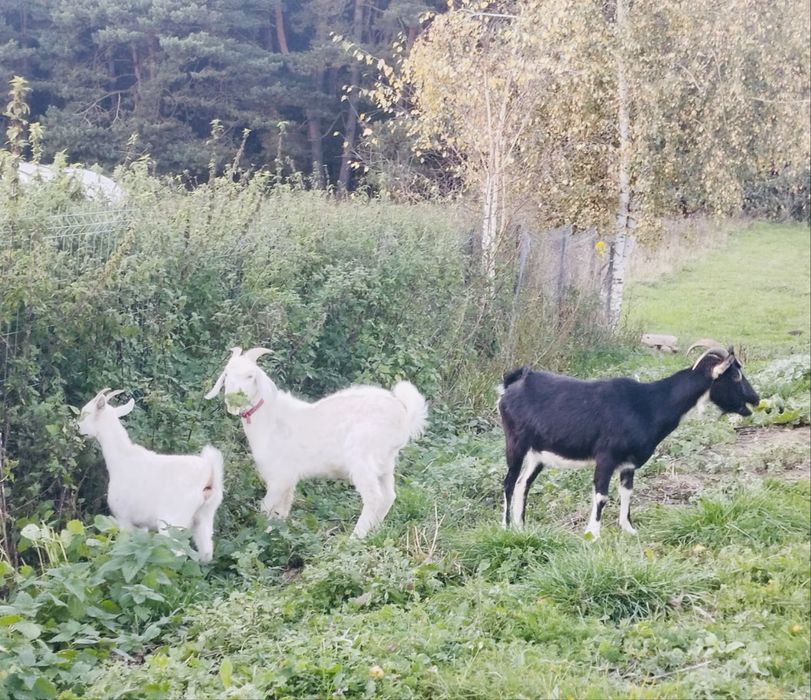 Koza,koziołek młode