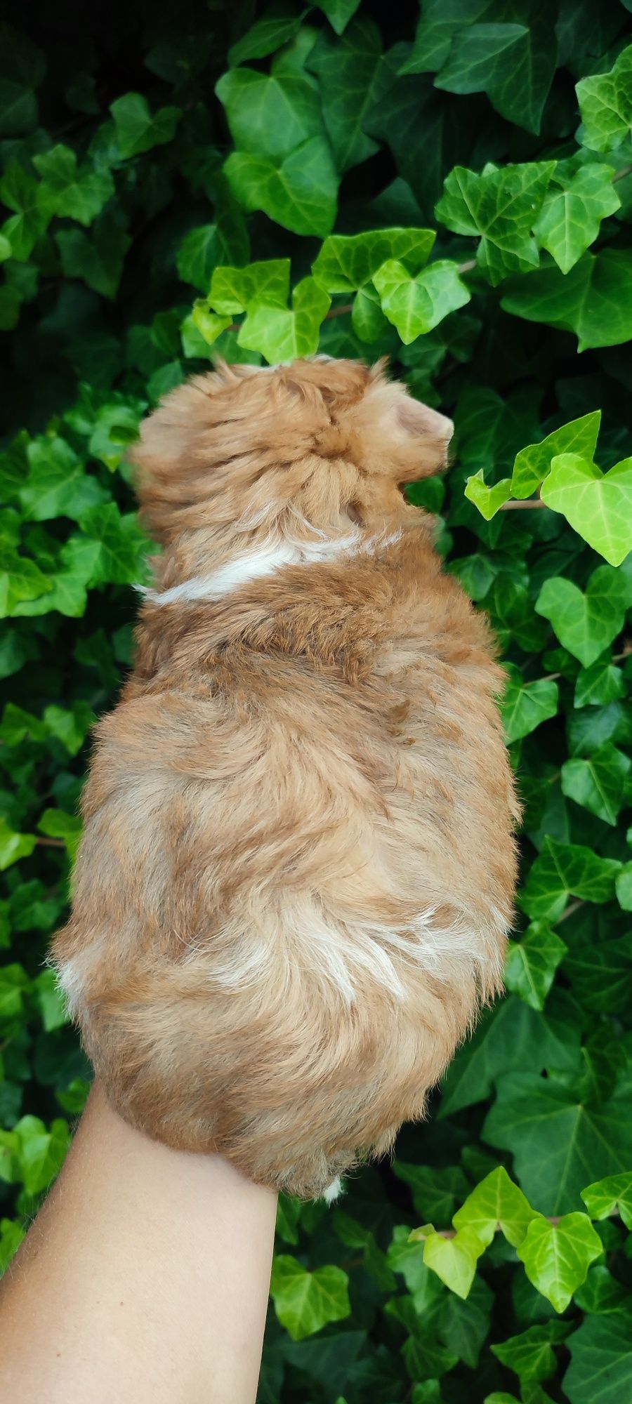 Yorkshire terrier piesek white ocean pear
