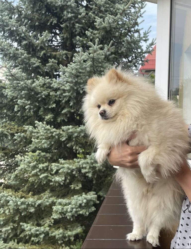 Мальчик шпиц ищет девочку