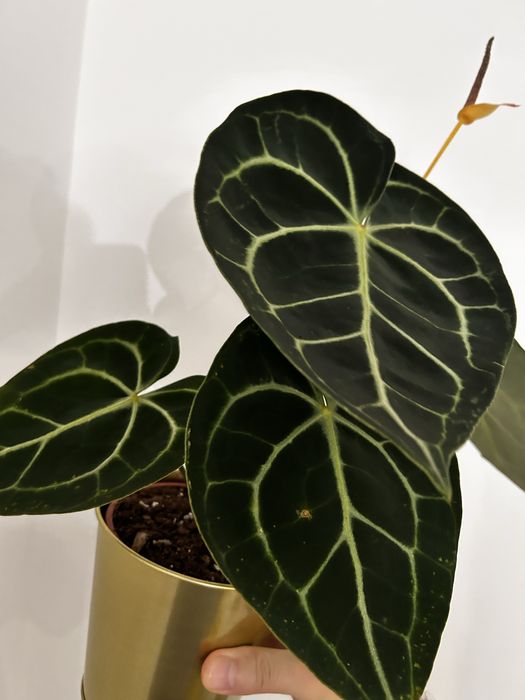 Anthurium Clarinervium e Magnificum