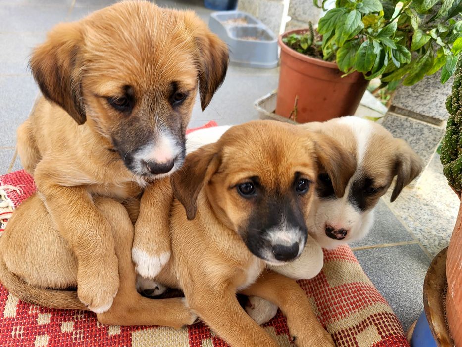 Cadelinhas para adoção