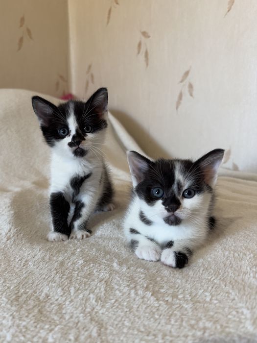 Шотландські кошенята , шотландские котята