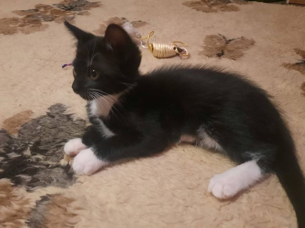 Kotki do adopcji