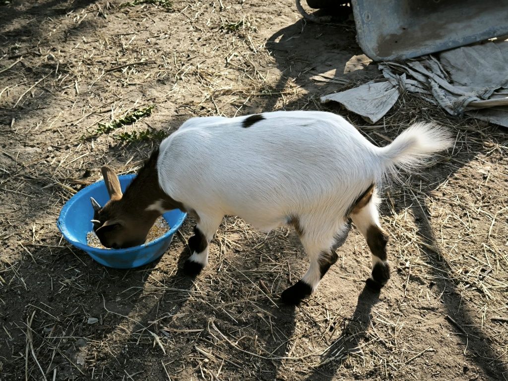 Cabritas anãs em Leiria