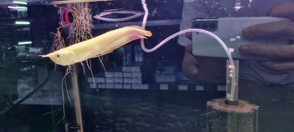 Arowana Silver albino 20cm