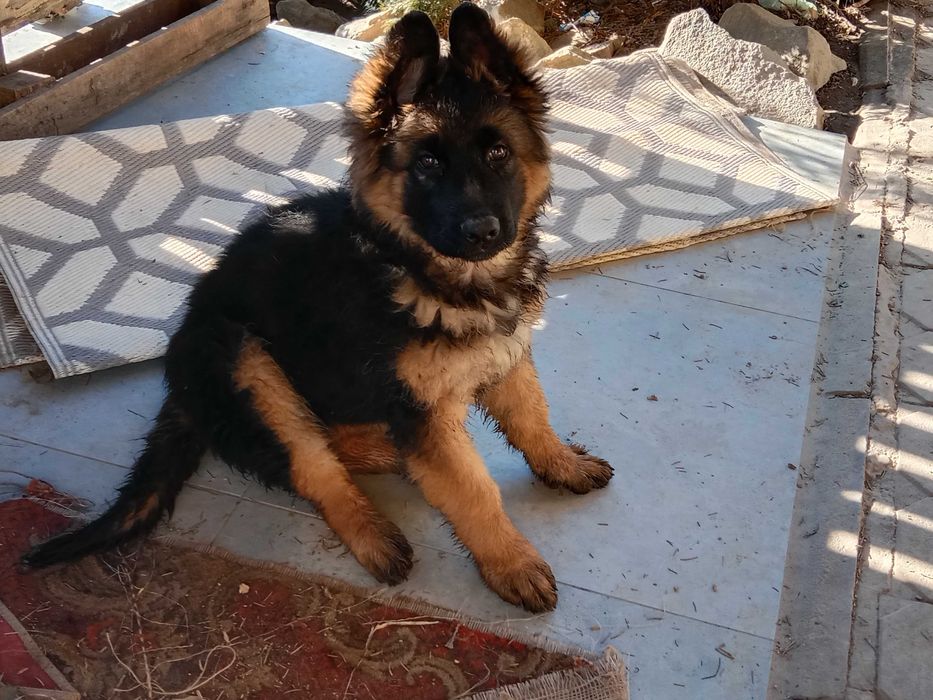 Owczarki niemieckie długowłose FCI