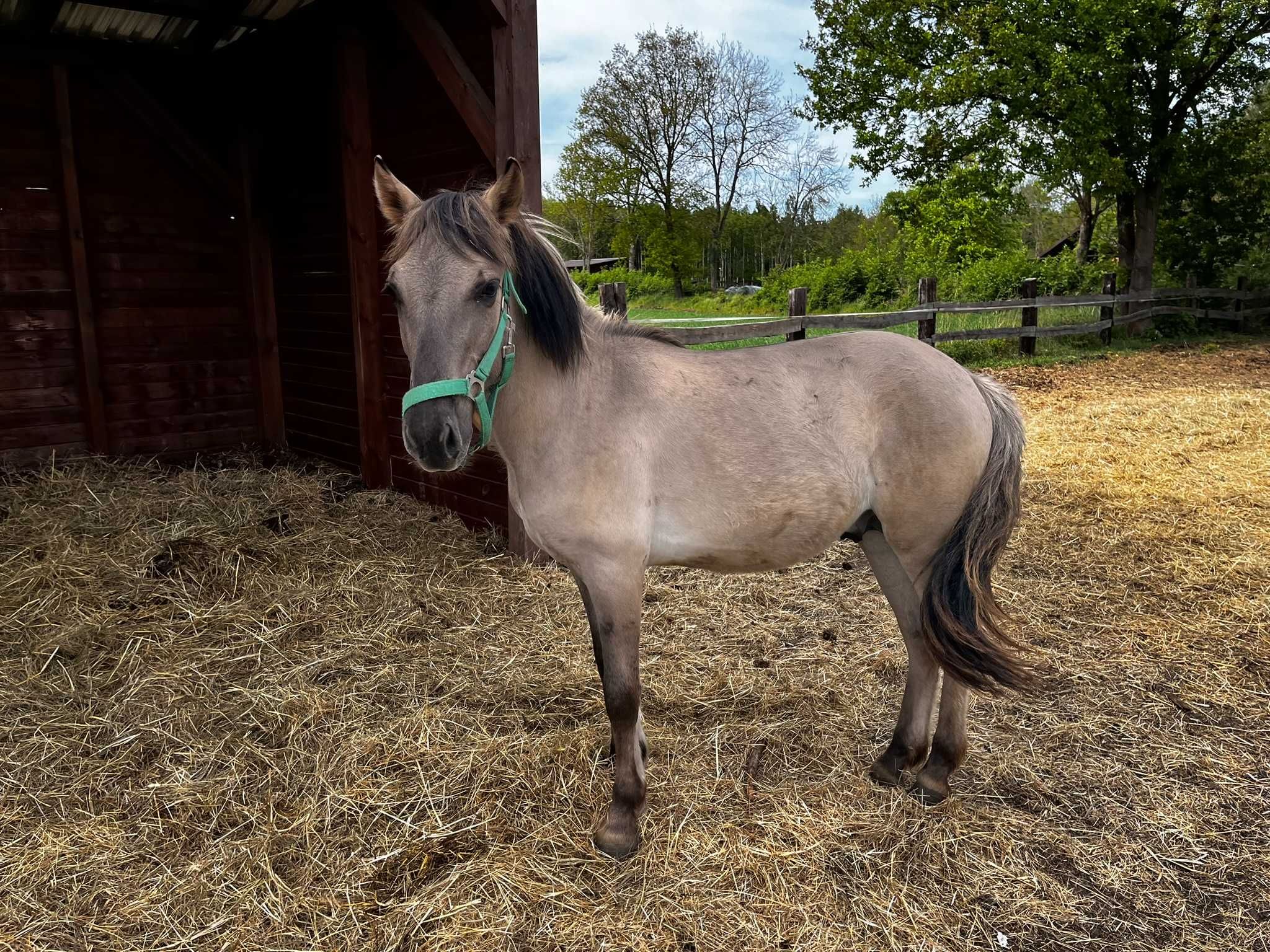 Konik polski | Ogier